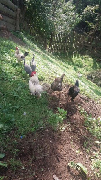 21460159_357547068001109_1148103984_o - F Gaini de tara si kabir