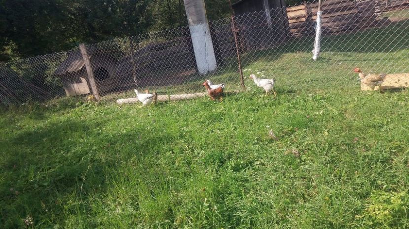  - F Gaini de tara si kabir