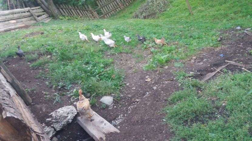 21390588_357547204667762_2003562853_o - F Gaini de tara si kabir