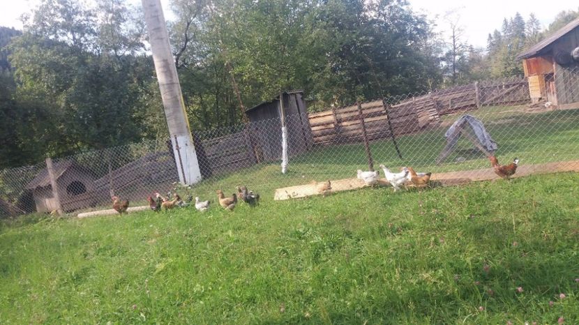 21392662_357547128001103_402727088_o - F Gaini de tara si kabir