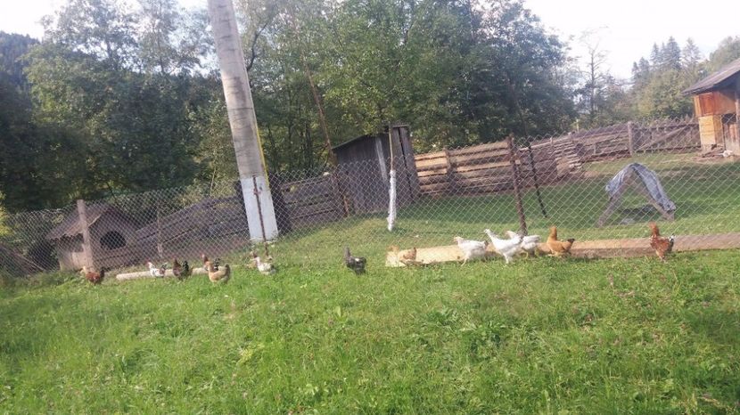 21392691_357547108001105_234945610_o - F Gaini de tara si kabir