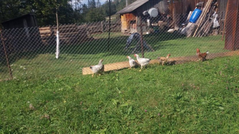 21392786_357547138001102_1418367501_o - F Gaini de tara si kabir