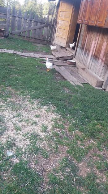  - F Gaini de tara si kabir