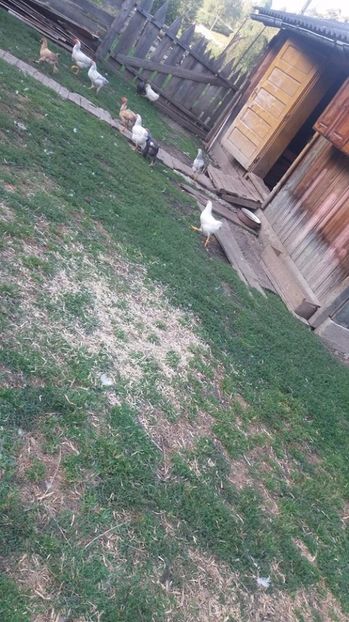  - F Gaini de tara si kabir