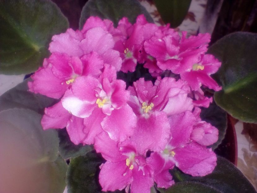 Necunoscuta - Violete Africane