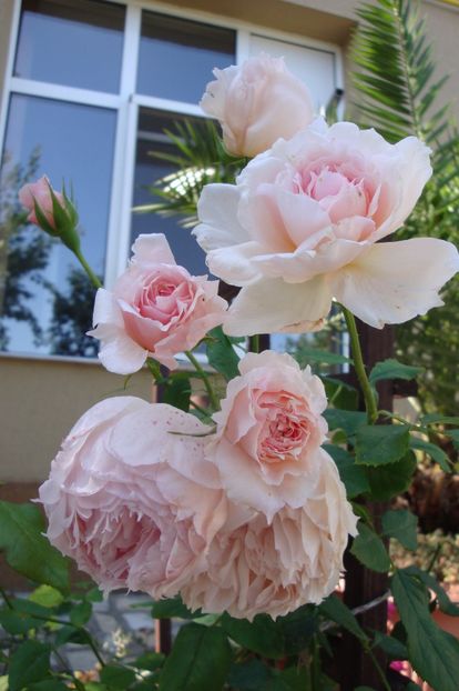  - The Wedgewood Rose