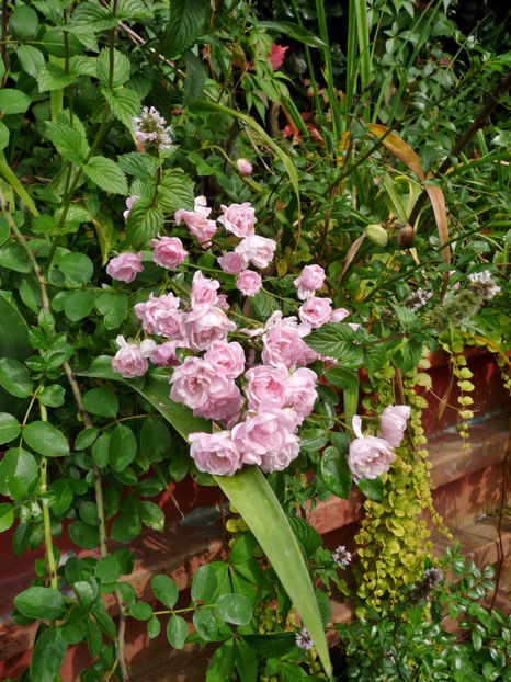  - 2017 - 03 - Toamna