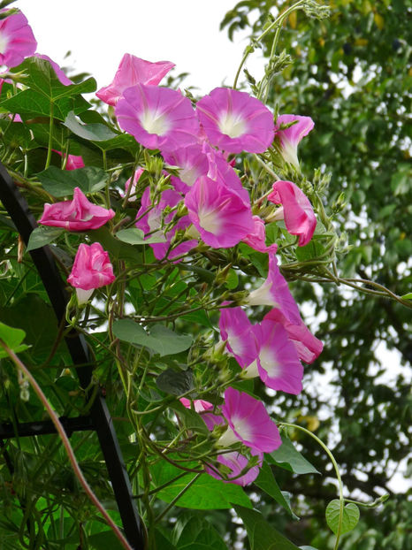  - 2017 - 03 - Toamna