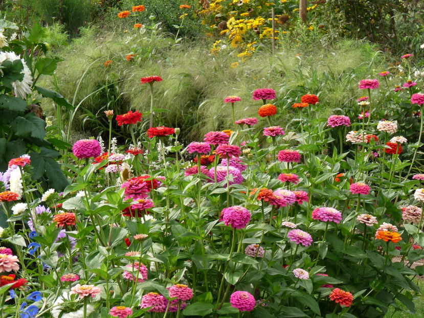  - 2017 - 03 - Toamna