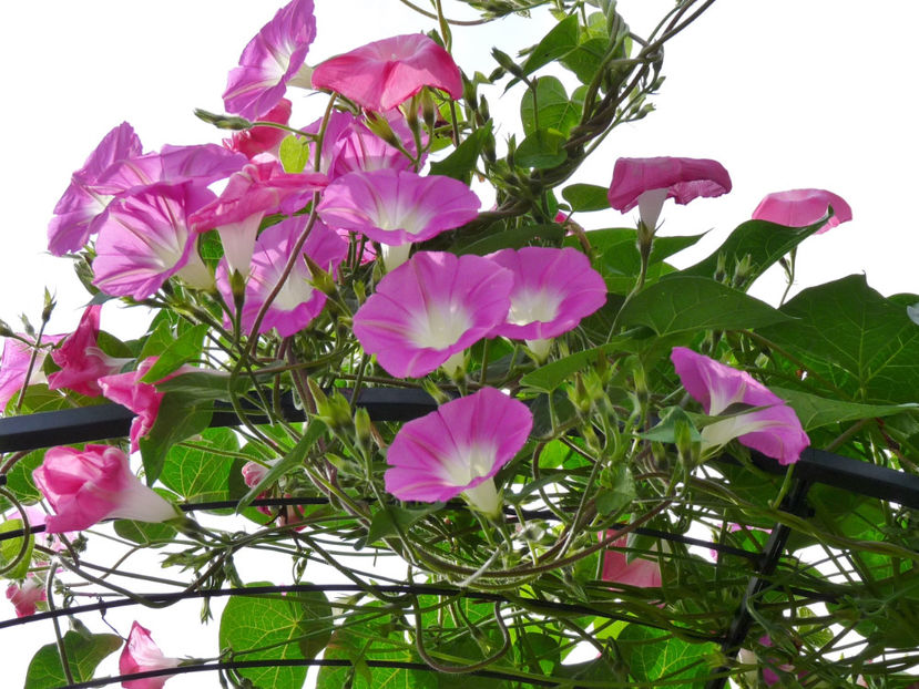  - 2017 - 03 - Toamna