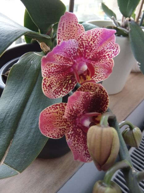  - florile mele dragi
