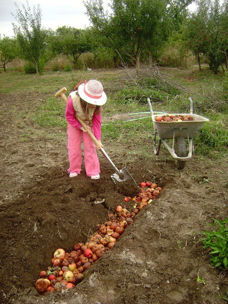 La treabă! 1 - Mere îngropate