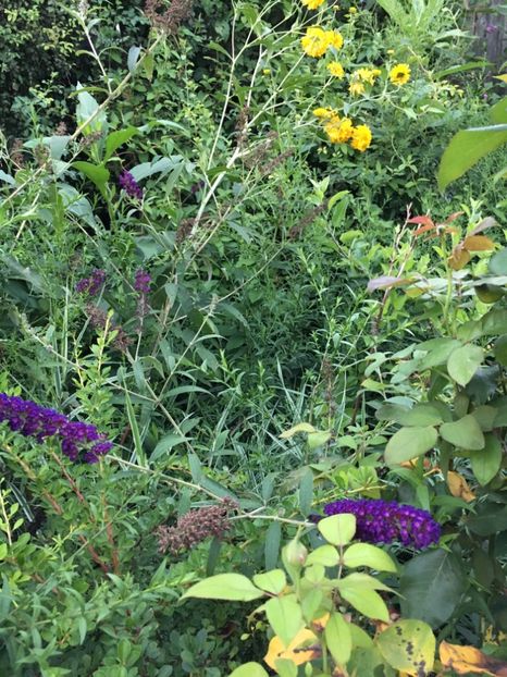  - Liliac de vara 2017