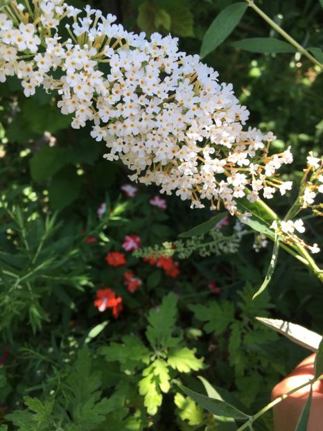  - Liliac de vara 2017