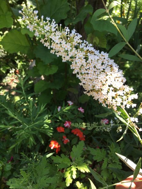  - Liliac de vara 2017