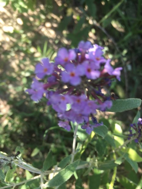  - Liliac de vara 2017