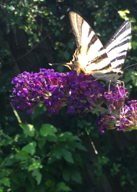  - Liliac de vara 2017