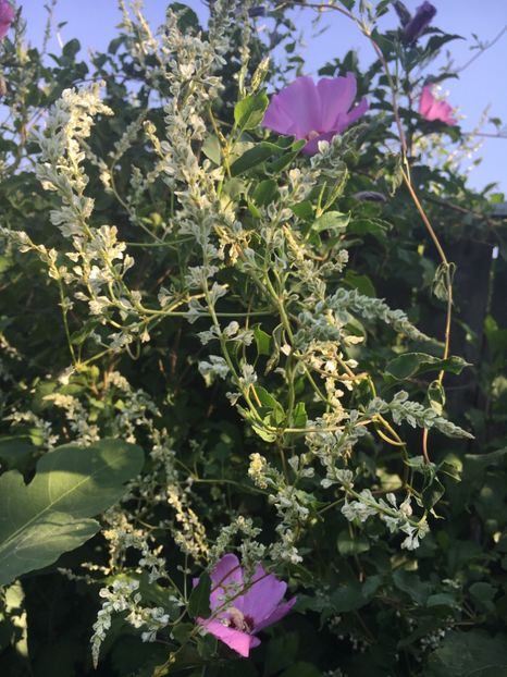  - Arbusti 2017 23 24