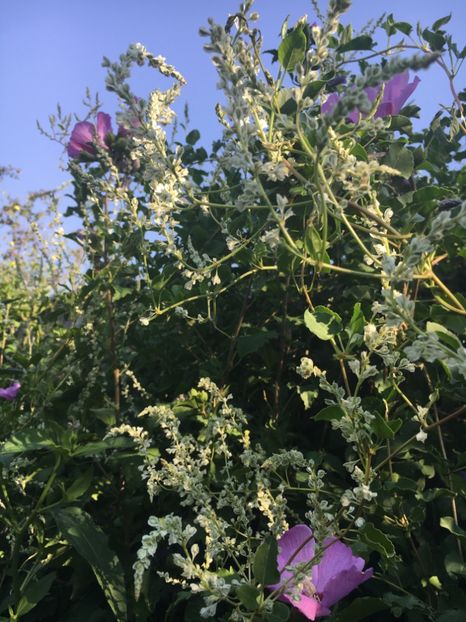  - Arbusti 2017 23 24