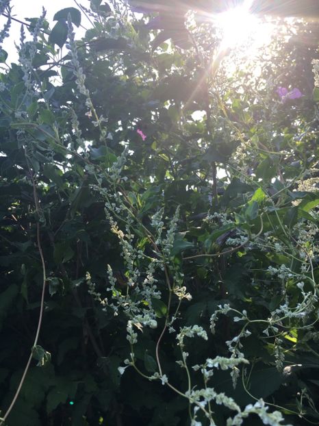  - Arbusti 2017 23 24