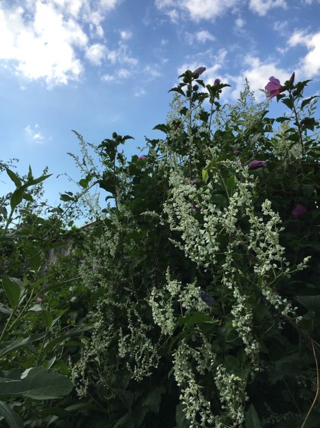  - Arbusti 2017 23 24