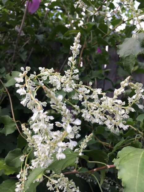  - Arbusti 2017 23 24