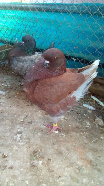 M 2017 - De vanzare KING