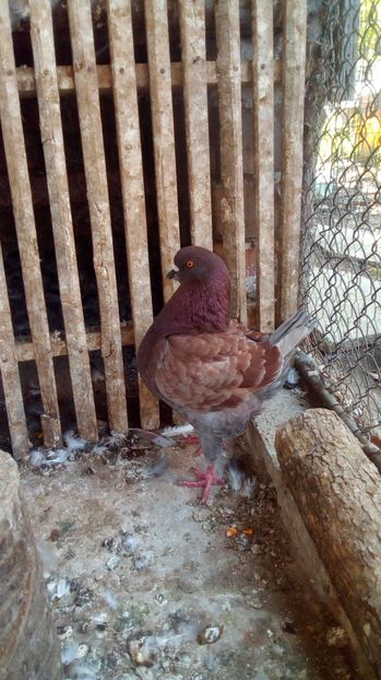 F 2017 vanduta - De vanzare KING