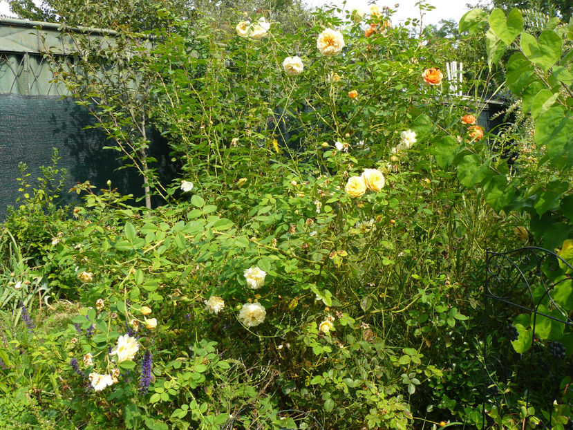 Teasing Georgia inca nu stie de foarfeca mea ! - 2017_Septembrie-Octombrie