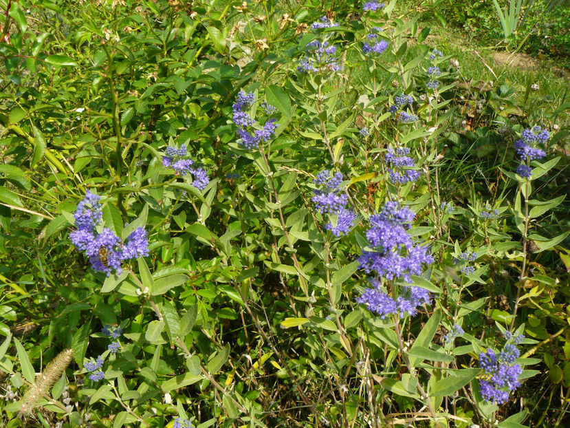 Caryopteris clan - 2017_Septembrie-Octombrie