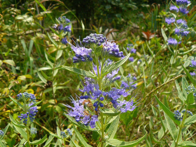 Caryopteris - 2017_Septembrie-Octombrie