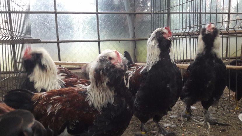  - DE VANZARE FAVEROLLES SOMON