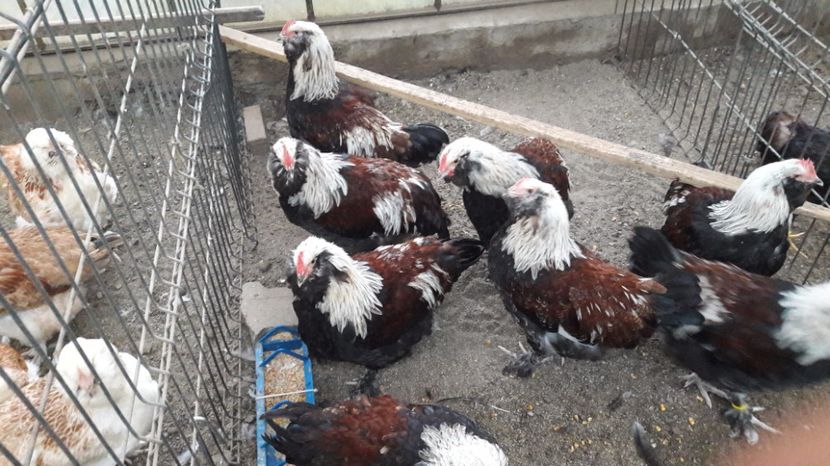  - DE VANZARE FAVEROLLES SOMON