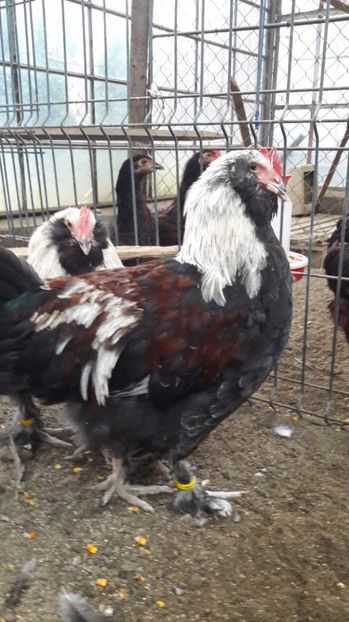  - DE VANZARE FAVEROLLES SOMON