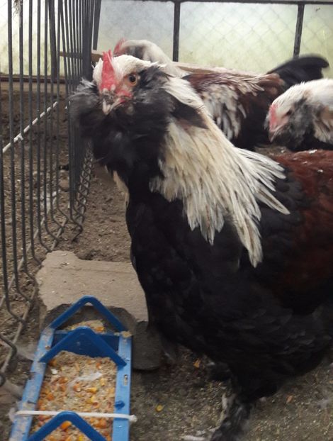  - DE VANZARE FAVEROLLES SOMON