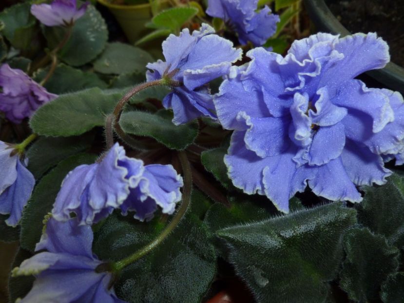  - 0 Zambetul florilor continua