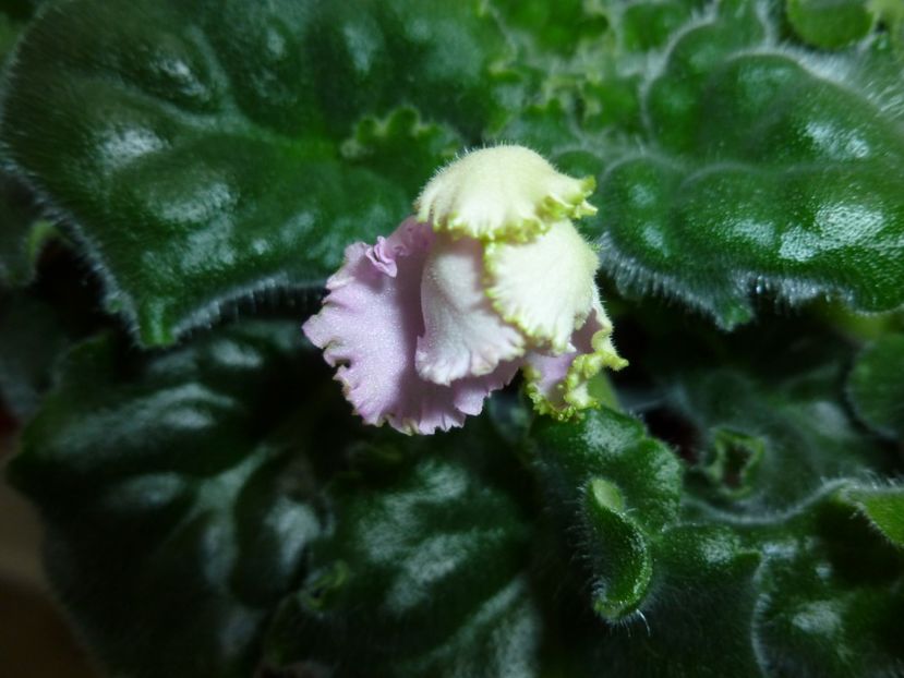  - 0 Zambetul florilor continua