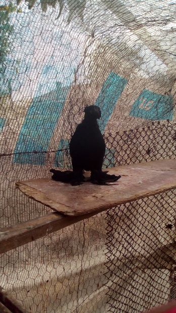  - Puii botosani 2017