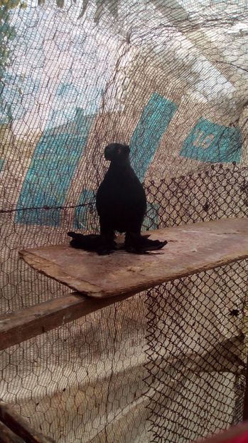  - Puii botosani 2017