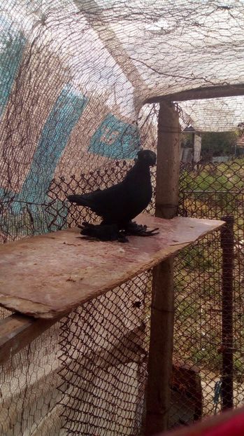  - Puii botosani 2017