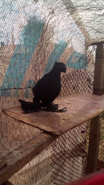 M 2017 - Puii botosani 2017