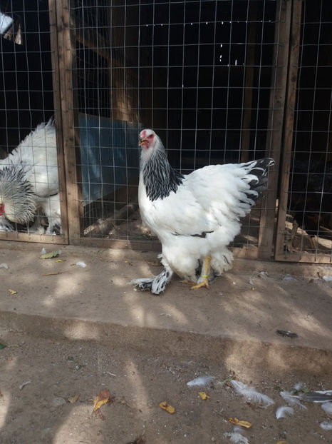  - AB_Pui si Tineret 2017