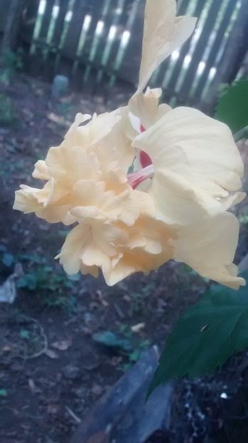  - Hibiscus El capitolio sport