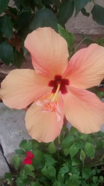  - hibiscus cairo apricot