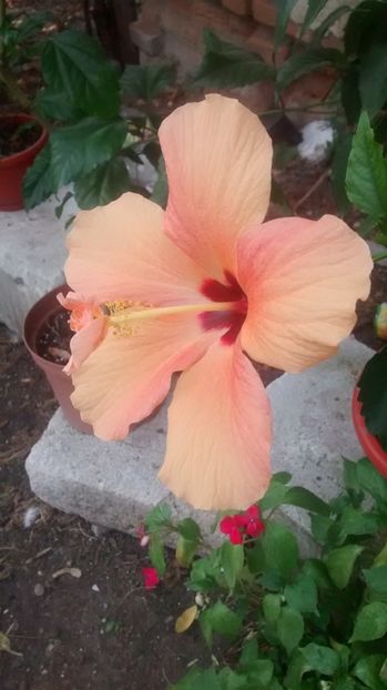  - hibiscus cairo apricot