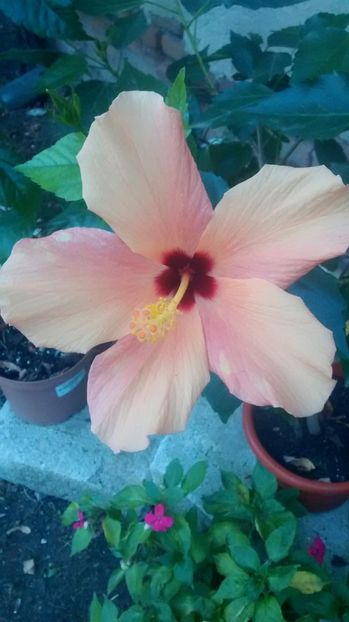  - hibiscus cairo apricot