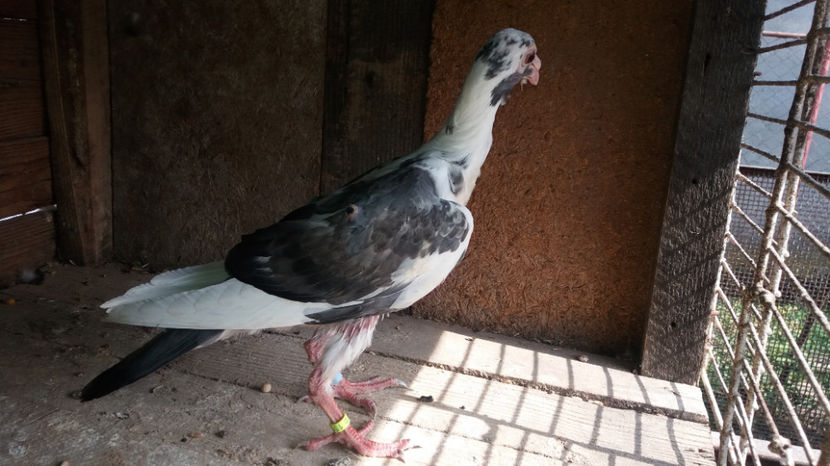  - pui baltati 2017 si alte culori