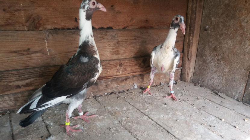  - pui baltati 2017 si alte culori