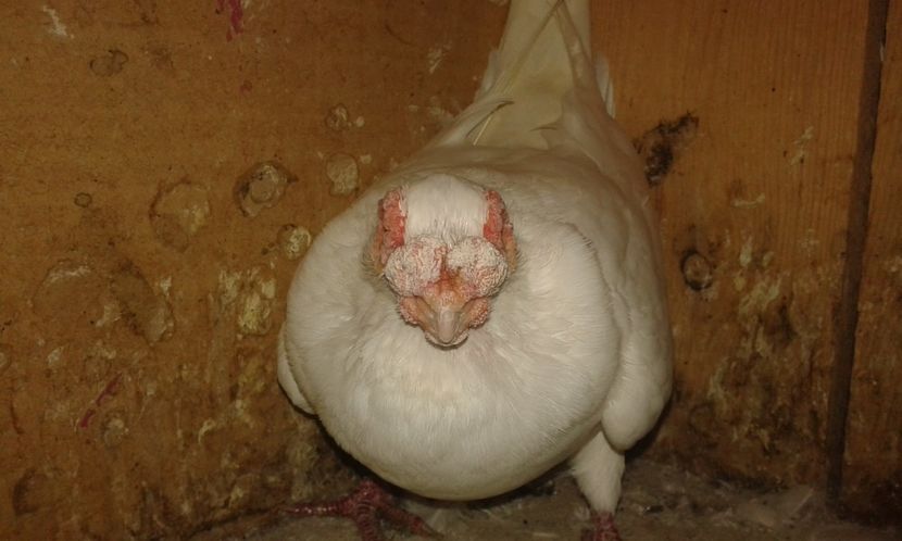 F 2012 - A _ carunculați de Oradea albi