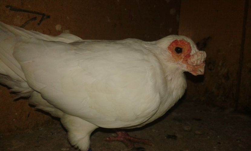  - A _ carunculați de Oradea albi